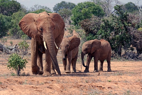 Kenia (294)